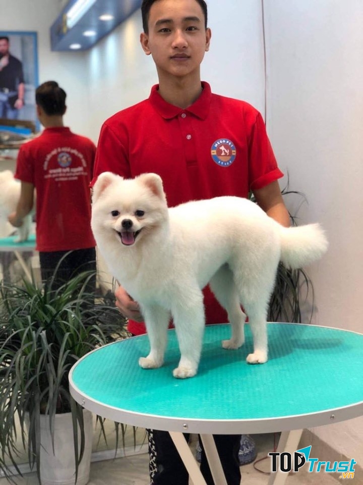 Dịch vụ spa thú cưng tốt nhất tại quận Hai Bà Trưng, Hà Nội