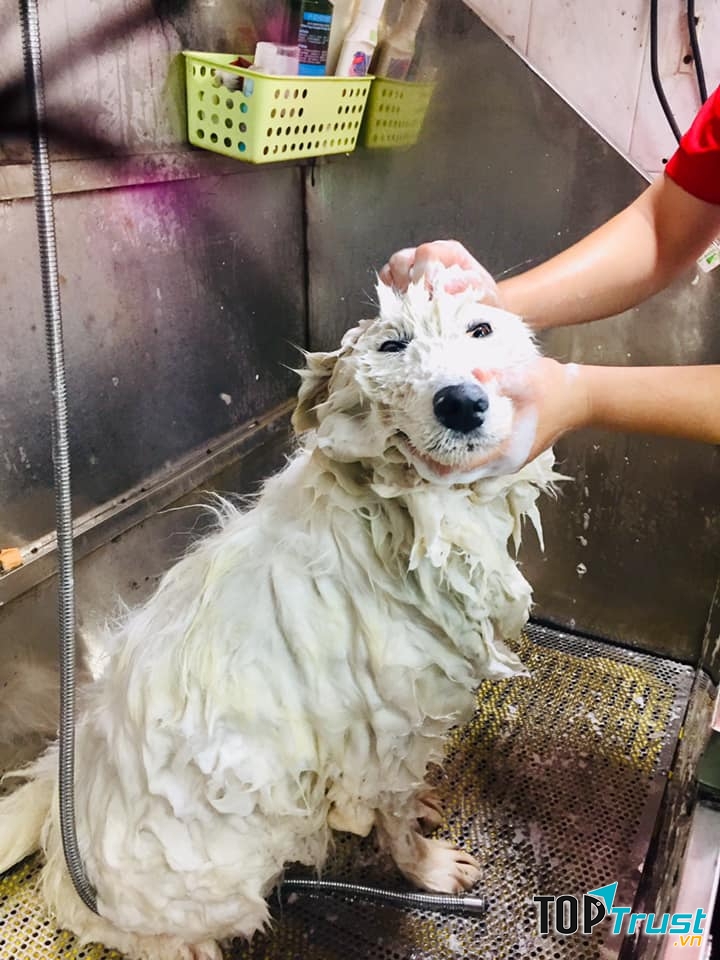 Dịch vụ spa thú cưng tốt nhất tại quận Long Biên, Hà Nội