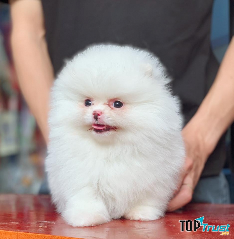 Dịch vụ spa thú cưng tốt nhất tại quận Thanh Xuân, Hà Nội