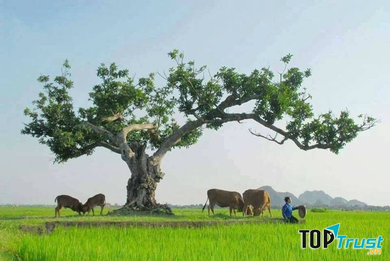 Điểm vui chơi thu hút nhất tại Quảng Nam