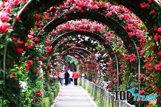 điều cần biết về lễ hội hoa hồng Bulgaria - Đảo hoa hồng lớn nhất Việt Nam