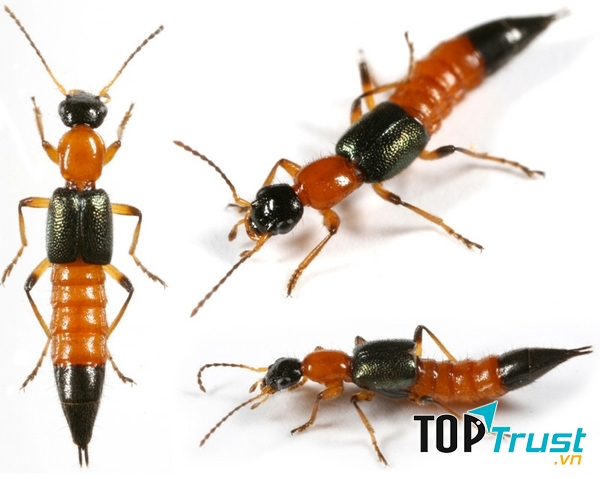 điều nên biết về kiến ba khoang