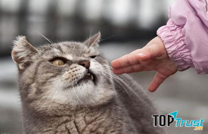 Điều thú vị chỉ những người nuôi mèo mới hiểu