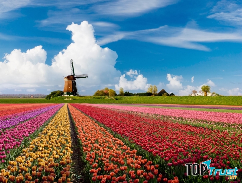 điều thú vị hấp dẫn nhất của đất nước hoa tulip - Hà Lan