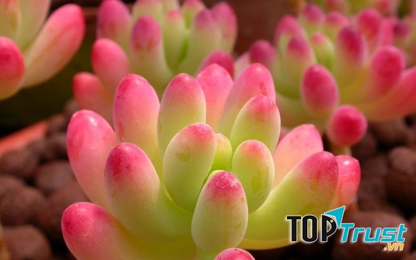 điều thú vị về  cây sen đá có thể bạn chưa biết