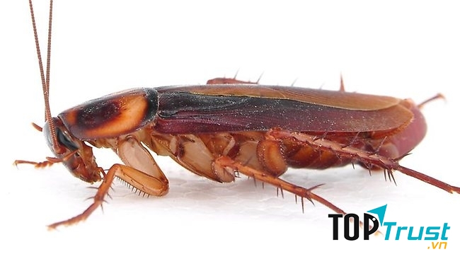 điều thú vị về loài gián có thể bạn chưa biết