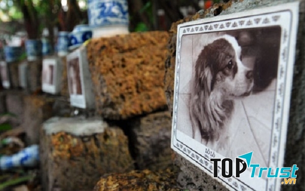 Đơn vị cung cấp dịch vụ mai táng thú cưng tốt nhất tại Hà Nội