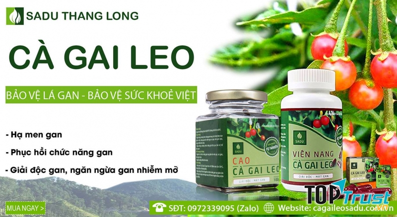 đơn vị sản xuất Cà gai leo tốt nhất tại Việt Nam
