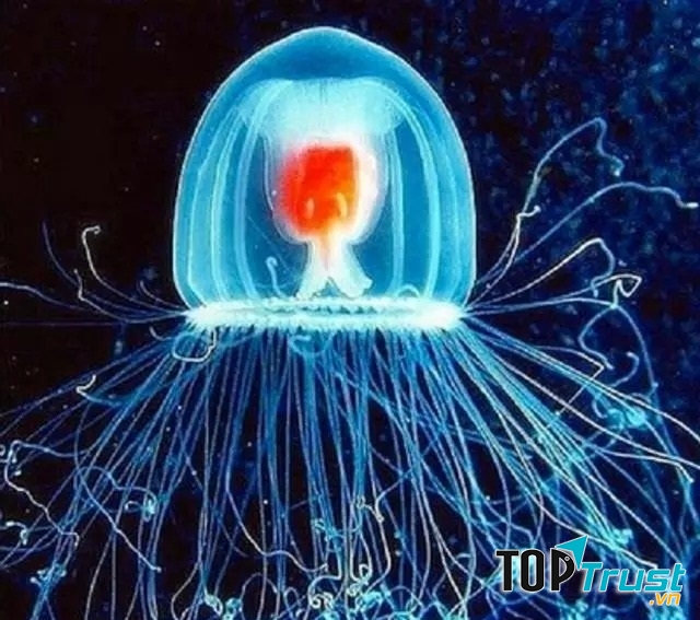 động vật có tuổi thọ đáng mơ ước nhất thế giới