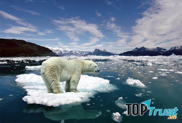 Động vật nặng nhất trên thế giới