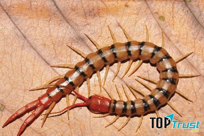 Động vật nhỏ nhưng nguy hiểm nhất ở Việt Nam