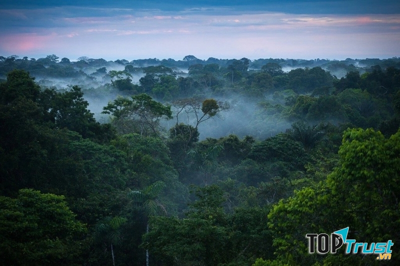 động vật quái dị trong rừng rậm Amazon