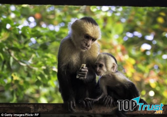 đứa trẻ bí ẩn được thú hoang nuôi dưỡng trên thế giới