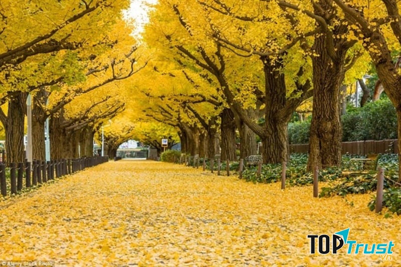 Đường cây đẹp nhất thế giới