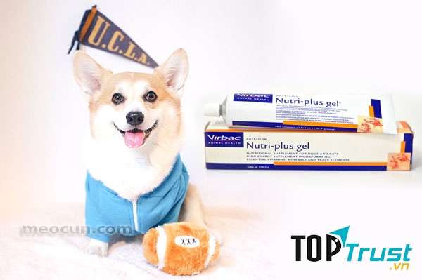 Gel ăn dinh dưỡng cho chó, mèo tốt nhất hiện nay