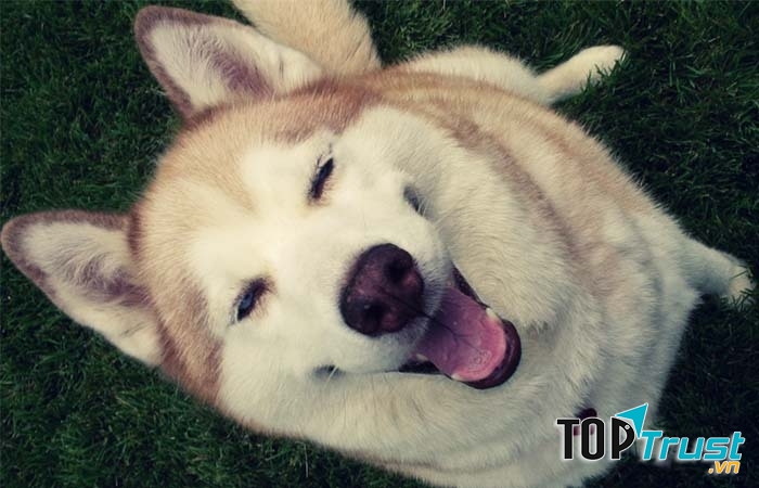 Giống chó đẹp nhất thế giới bạn có thể chưa biết