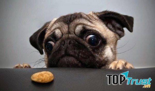 Giống chó đẹp nhất thế giới