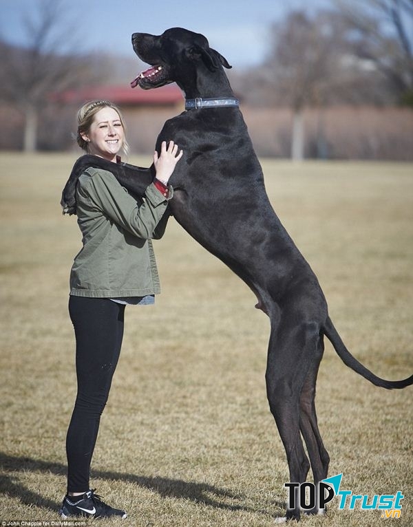 Giống chó nguy hiểm nhất thế giới