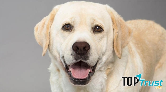 Giống chó thân thiện nhất với gia đình và trẻ nhỏ