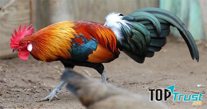 Giống gà quý tộc có giá hàng ngàn USD tại Việt Nam