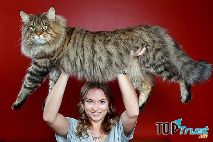 Giống mèo lớn nhất thế giới có thể bạn muốn biết