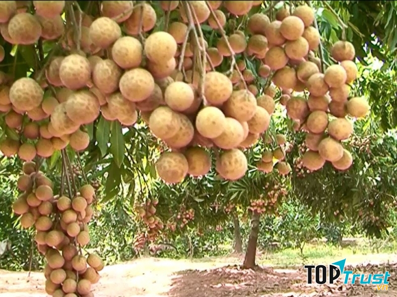 Giống nhãn nổi tiếng nhất có giá trị kinh tế cao ở Việt Nam