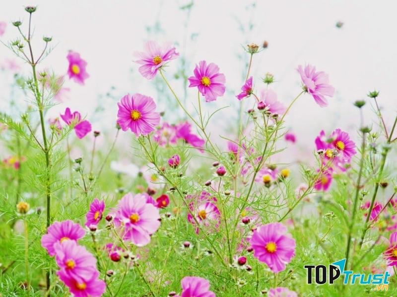 Hình ảnh đẹp nhất về hoa