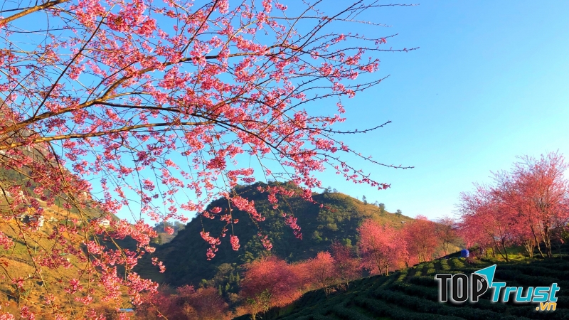 Homestay cho mùa săn mai anh đào ở Sa Pa