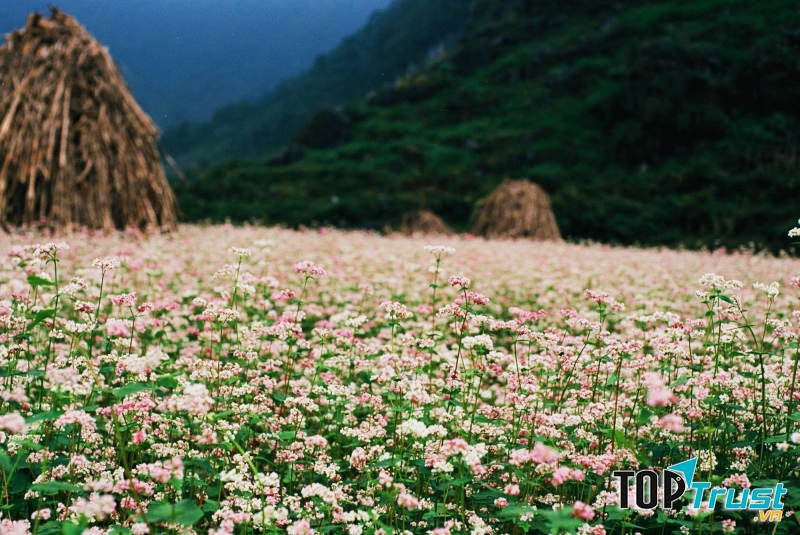 Homestay view ngắm trọn đồng hoa tam giác mạch đẹp nhất Hà Giang