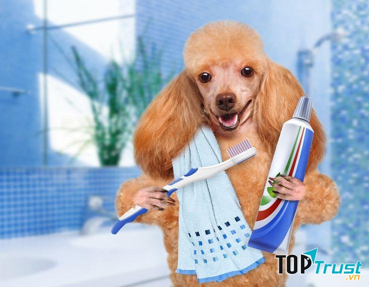 Kem đánh răng cho chó mèo hiệu quả nhất