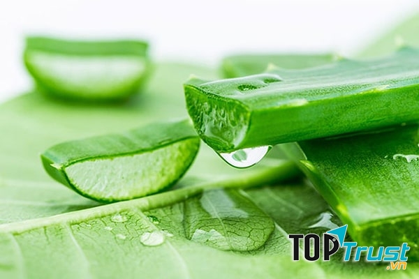 Kem dưỡng da chiết xuất từ lô hội an toàn và hiệu quả nhất