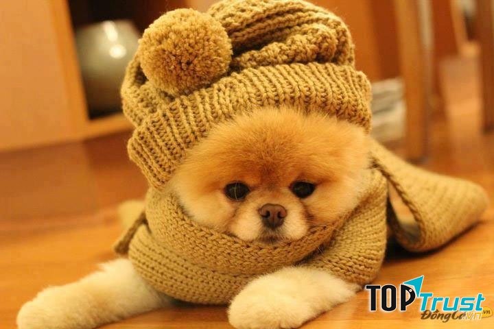 Khoảnh khắc đáng yêu của bé cún khiến bạn không chịu được