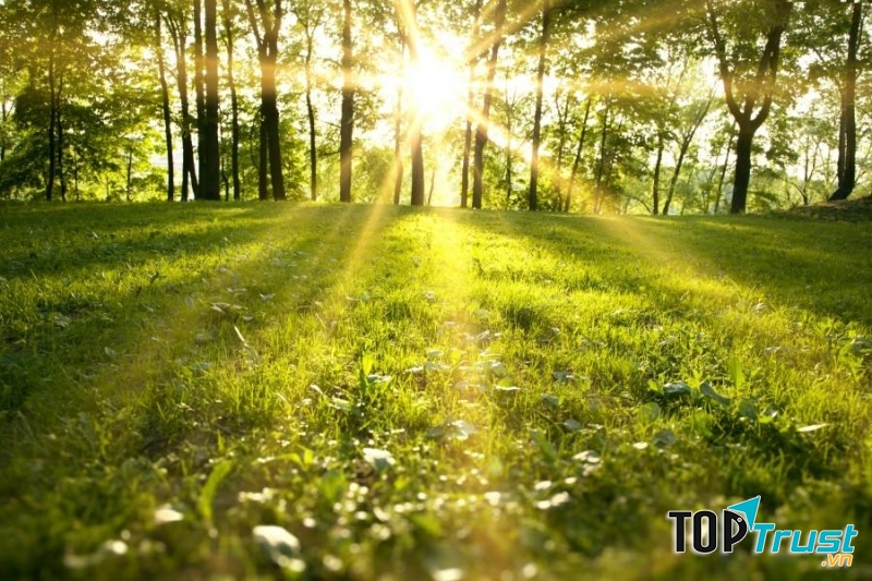 Khu rừng đẹp nhất ở Việt Nam