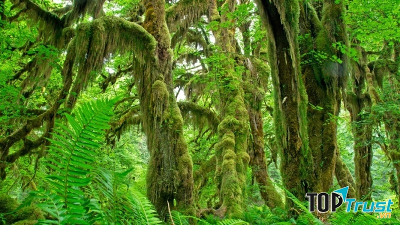 Khu rừng đẹp nhất trên thế giới mà bạn nên biết