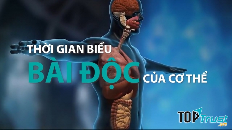 Khung giờ thải độc cho cơ thể