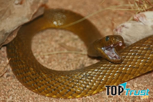 Kiểu người có khả năng gây nguy hiểm cho bạn