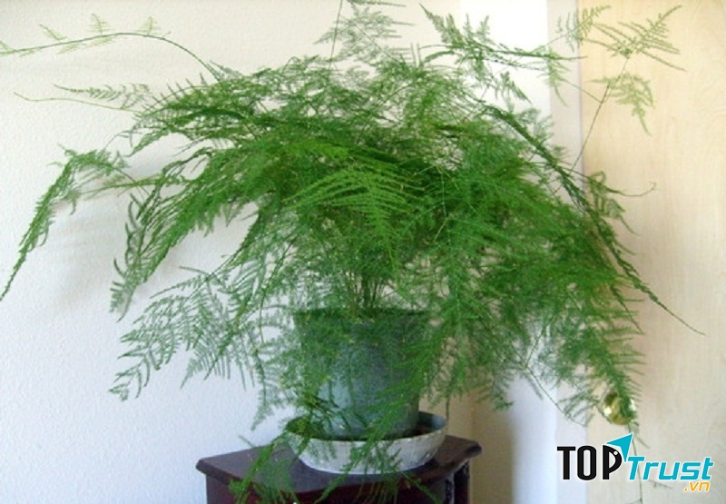 Kinh nghiệm chọn các loài cây trồng trong nhà theo phong thủy