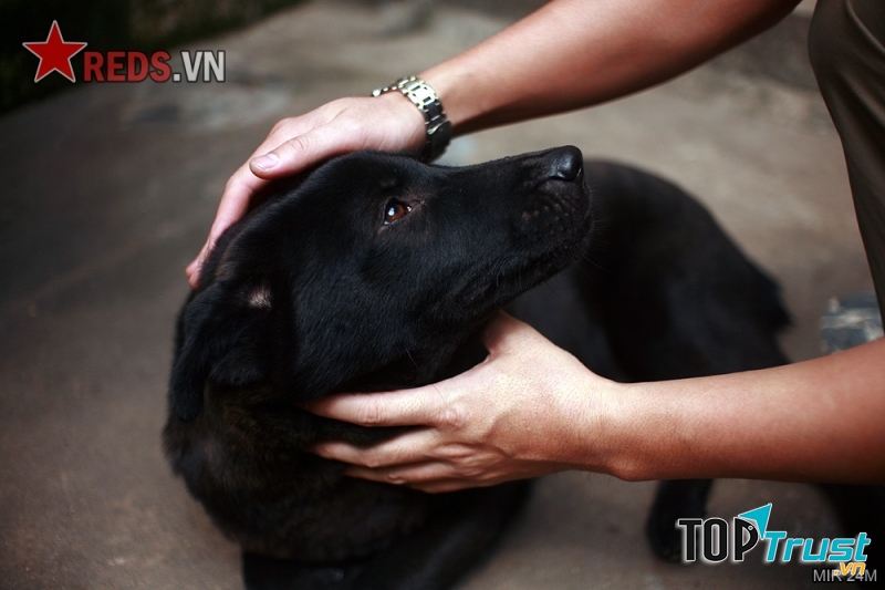 Kinh nghiệm để chọn được chó ta khôn nhất