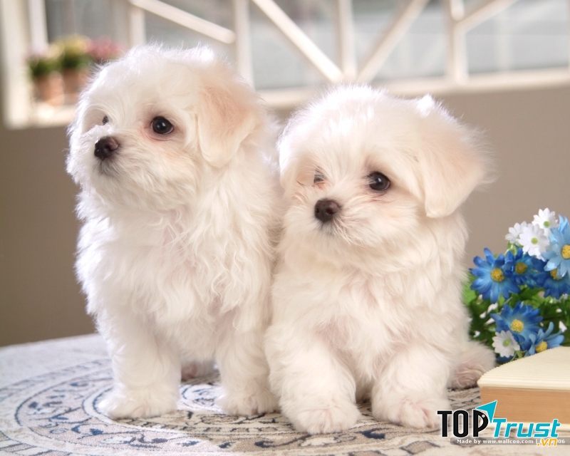 Kinh nghiệm nuôi và chăm sóc chó cảnh ở Việt Nam