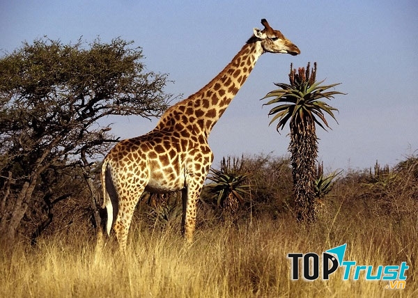 Kỷ lục đặc biệt nhất trong thế giới động vật