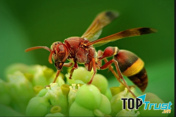 Kỷ lục gia đặc biệt nhất trong thế giới côn trùng