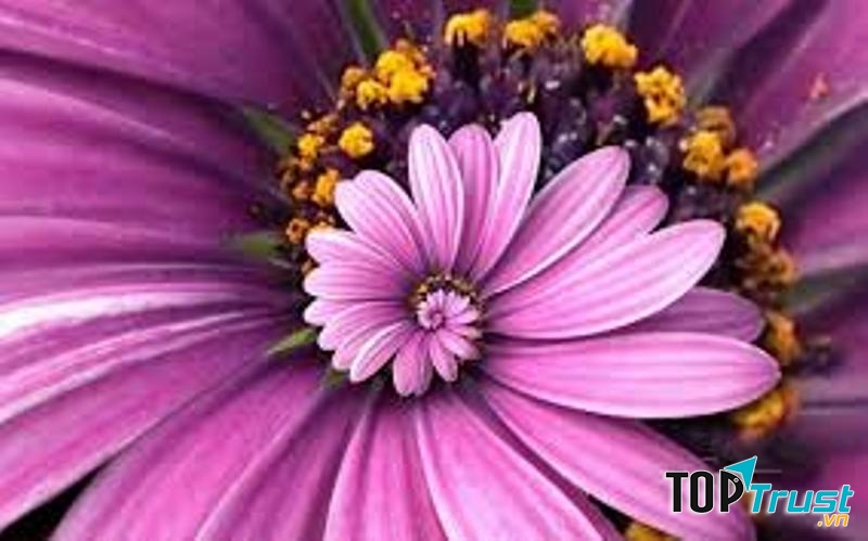 Làng hoa đẹp ngất ngây ở miền Bắc vào dịp Tết