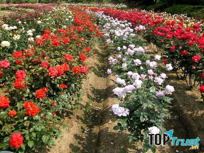 Làng hoa nổi tiếng nhất ở Việt Nam