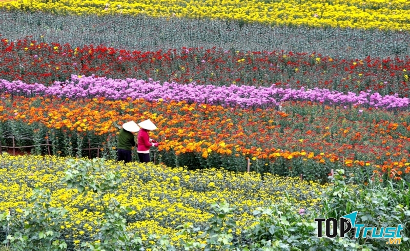 Làng hoa nổi tiếng quanh Hà Nội