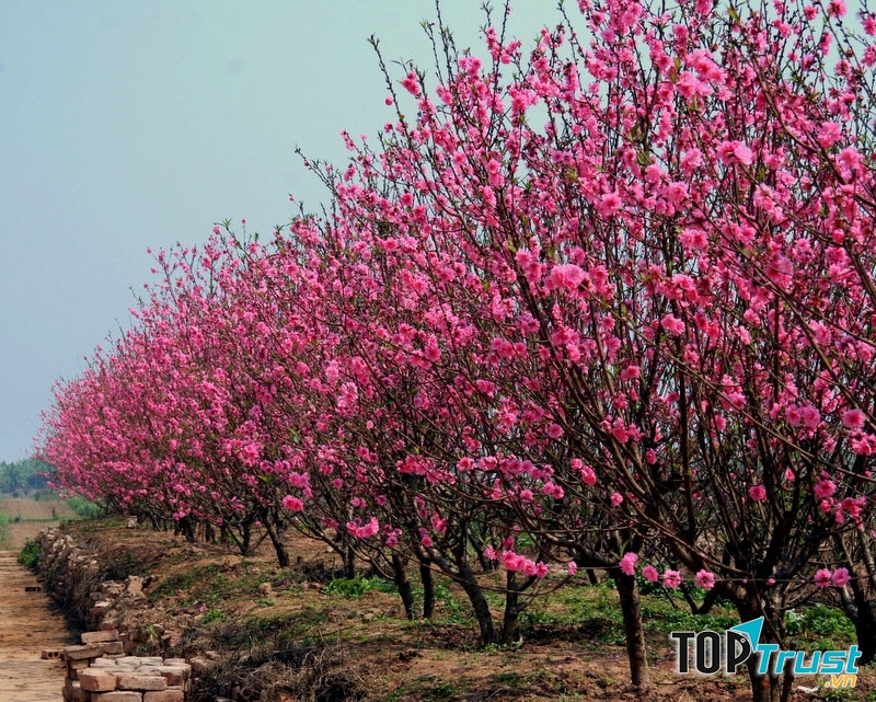 Làng nghề mang đậm màu sắc và hương vị Tết nhất ở Hà Nội