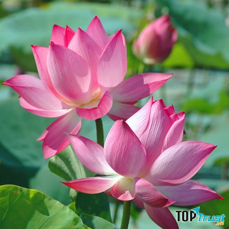 Loại bánh ngon nhất Cao Lãnh, Đồng Tháp