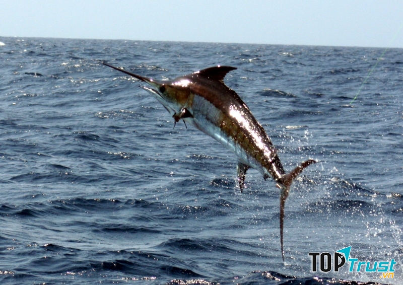 Loài cá bơi nhanh nhất thế giới