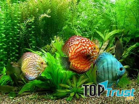 Loài cá cảnh đắt nhất trên thế giới