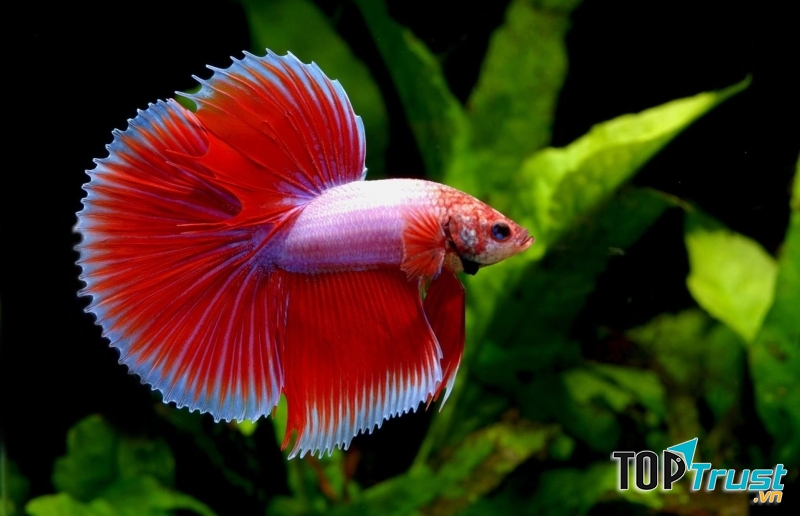 Loài cá cảnh nước ngọt dễ nuôi phù hợp với người mới bắt đầu.