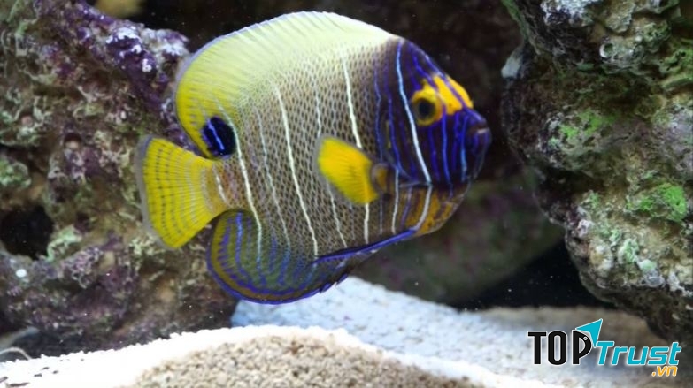 Loài cá đẹp nhất thế giới